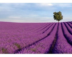 Francja - samotne drzewo - fototapeta