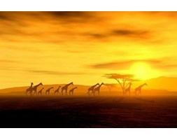Safari Żyrafy - fototapeta