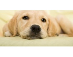 Golden retriever puppy - fototapeta