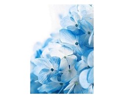 Hydrangea flowers background - reprodukcja