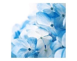 Hydrangea flowers background - reprodukcja