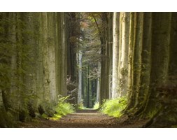 Las - wiosenny poranek - fototapeta