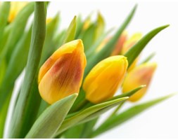 Żółte tulipany - fototapeta