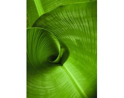 Liść bananowca - fototapeta