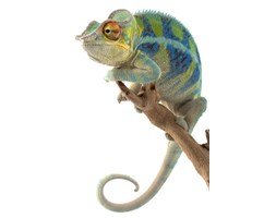 Leniwy Kameleon - fototapeta