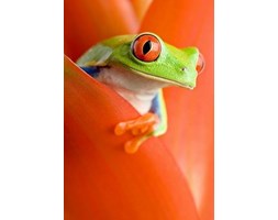 Żaba w kwiatach - fototapeta