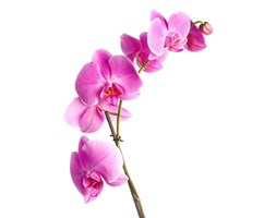 Orchidea - fototapeta