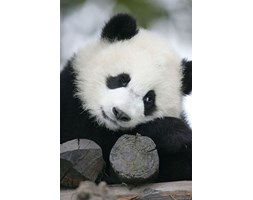 Wielka Panda - fototapeta
