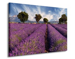 Lavender field in Provence, France - Obraz na płótnie