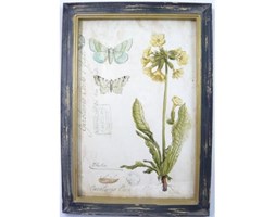Obraz Vintage Botanical 2