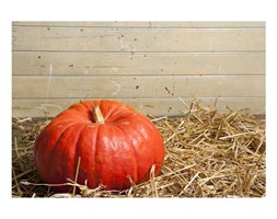 Dywan winylowy Pumpkin, 52x75 cm