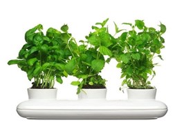 Porcelanowa doniczka na zioła Sagaform Trio Herb