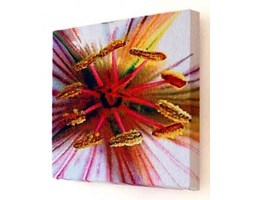 Kwiat Mini Canvas