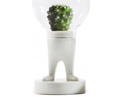 Terrarium Domsai Hardy