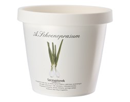 Doniczka do ziół 13 cm Szczypiorek