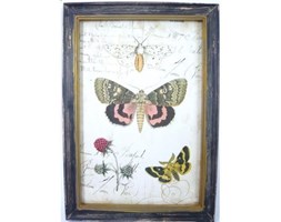 Obraz Vintage Botanical 1