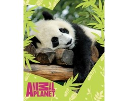 Koc Animal Planet Panda