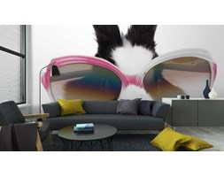 Fototapeta śmieszne Koty Koty śmieszne Kreskówki Z Panelem Panelu