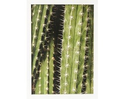 Dekoracja ścienna Cactus 45x33cm